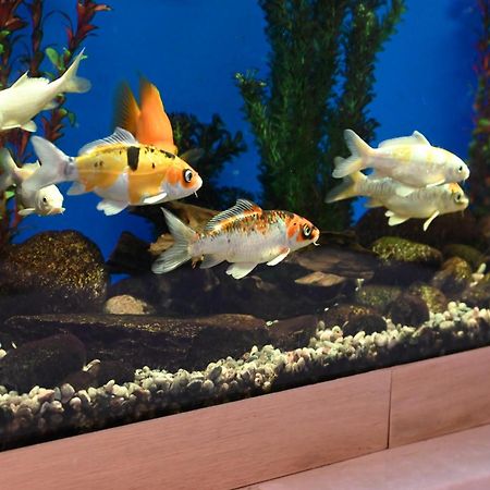 Family Hotel Lazur Kyustendil Luaran gambar